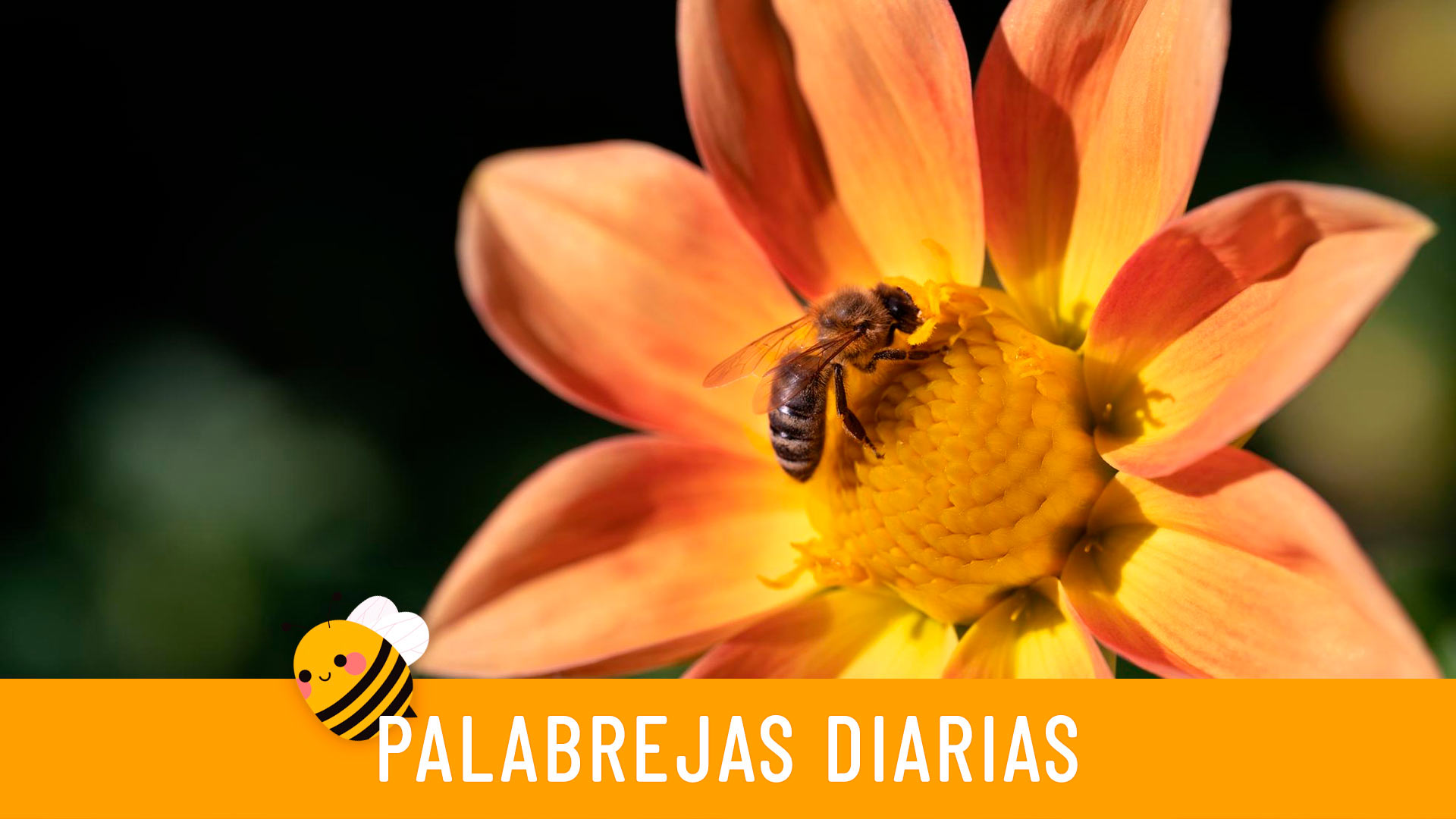 Palabrejas diarias