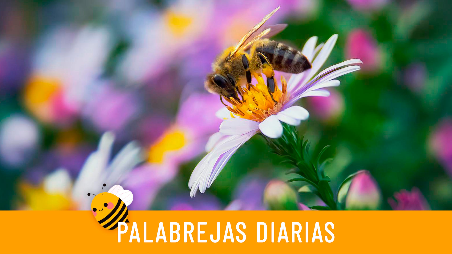 Palabrejas diarias