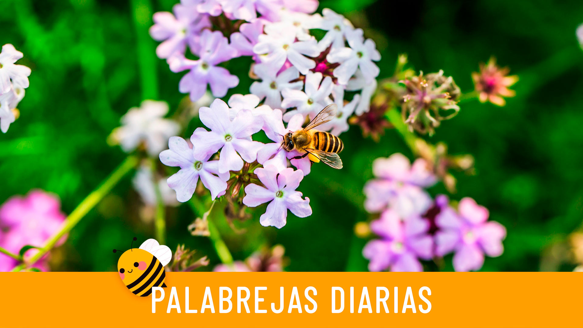 Palabrejas diarias