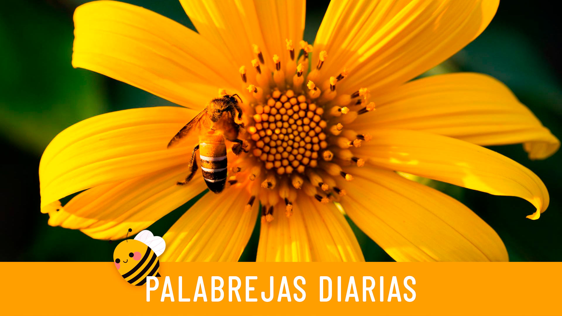 Palabrejas diarias