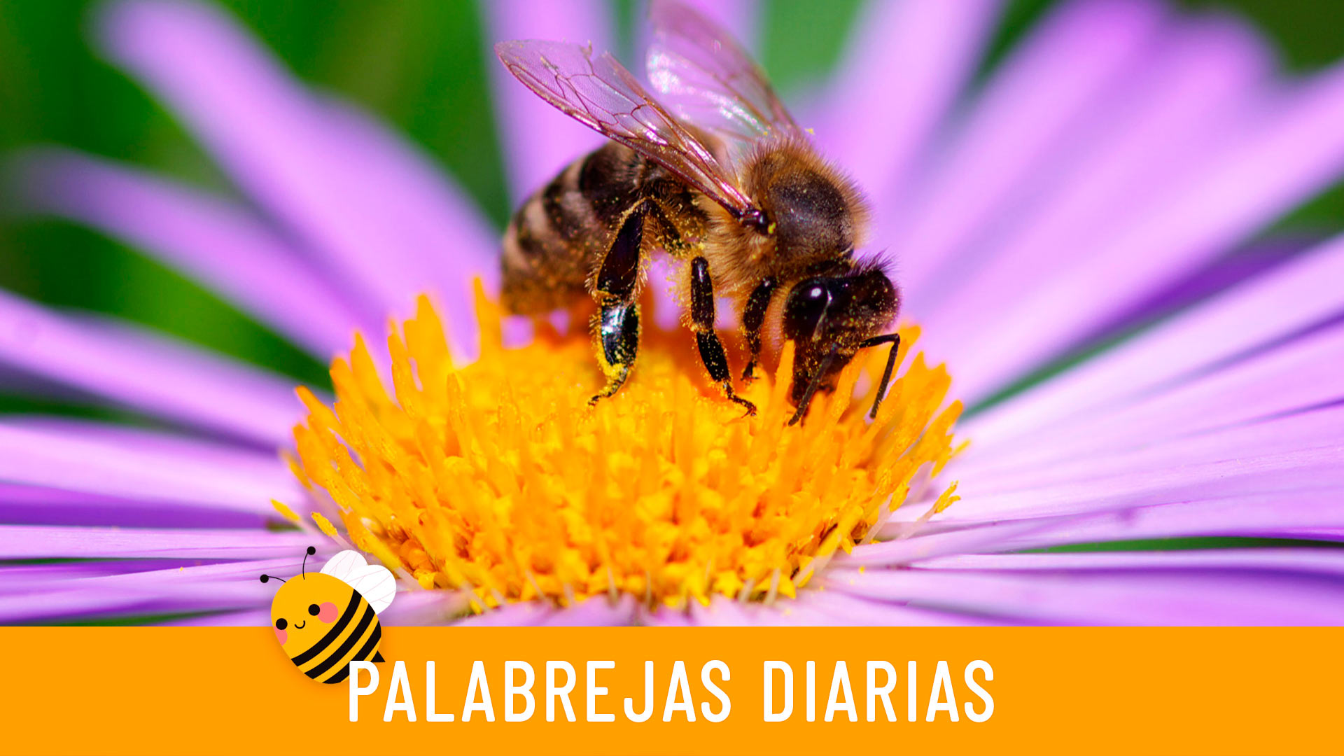 Palabrejas diarias