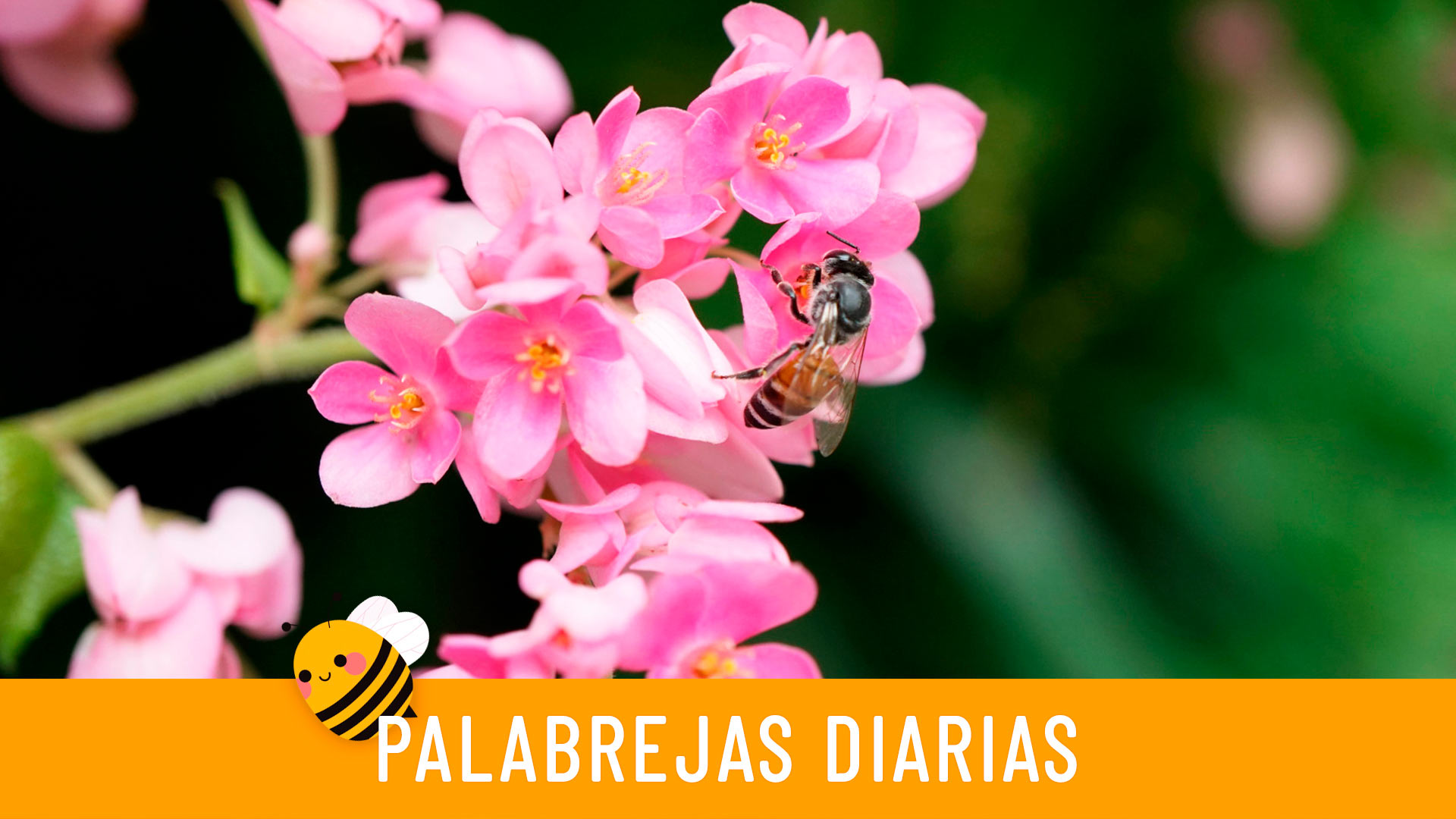 Palabrejas diarias