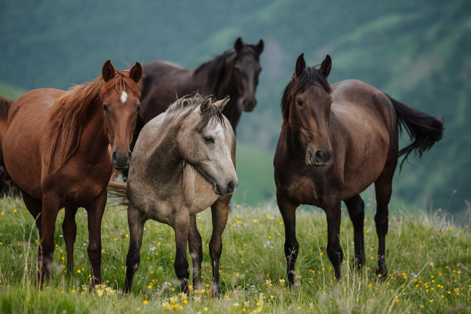 Puzzle Caballos salvajes