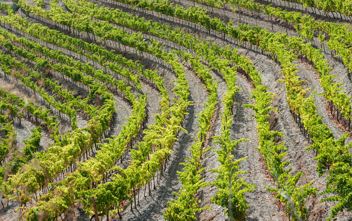 Puzzle Viñedo
