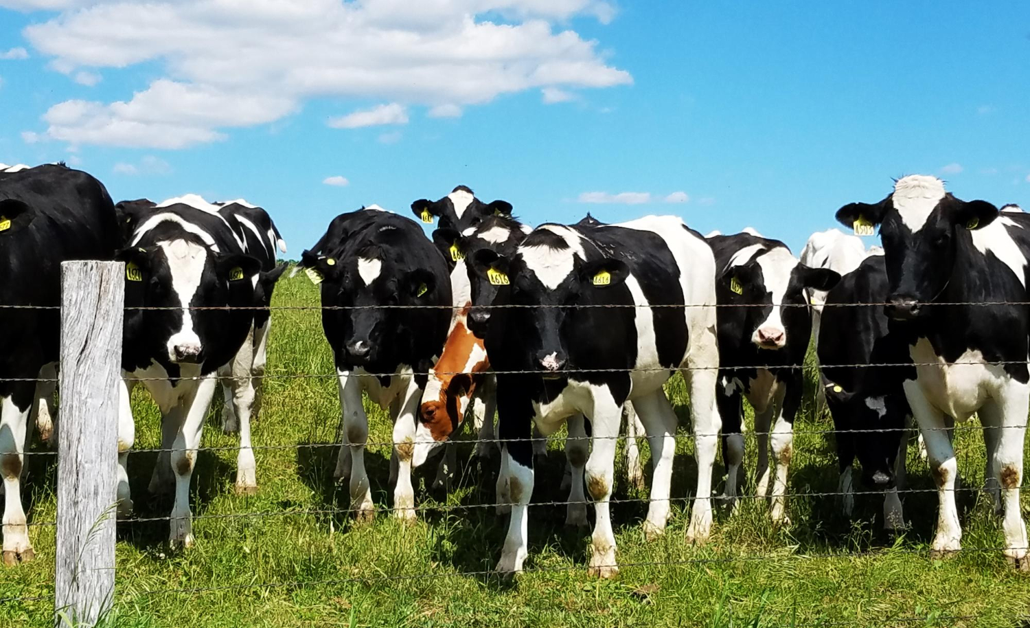 Puzzle Vacas lecheras