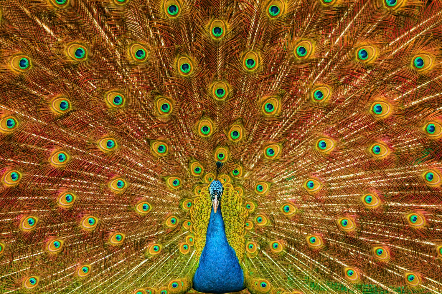 Puzzle Pavo real