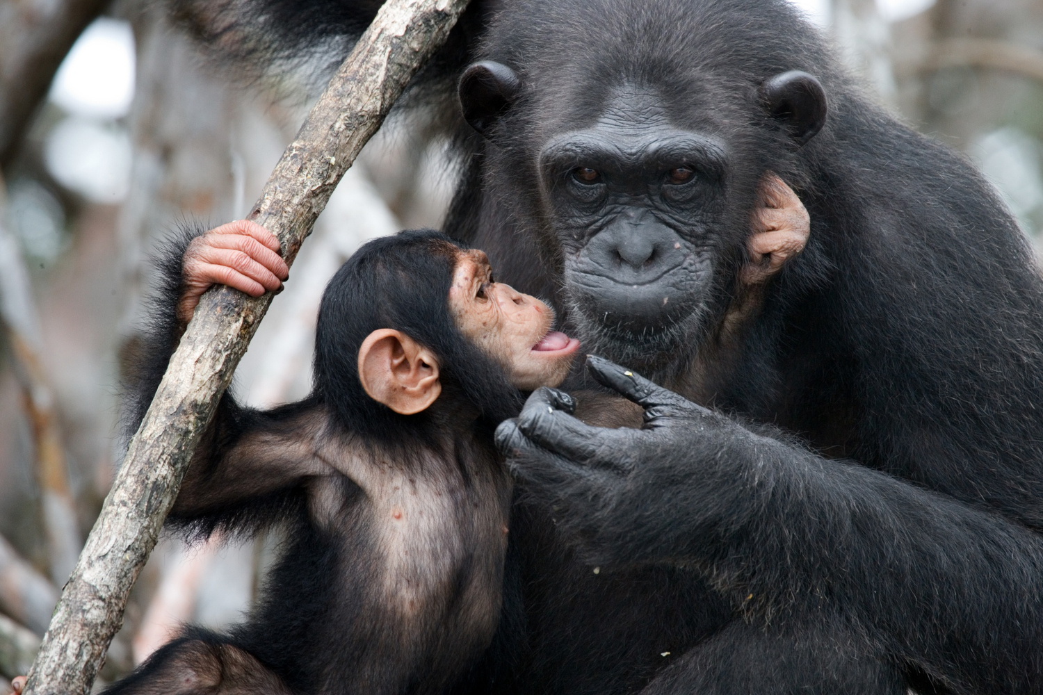 Puzzle Chimpancé