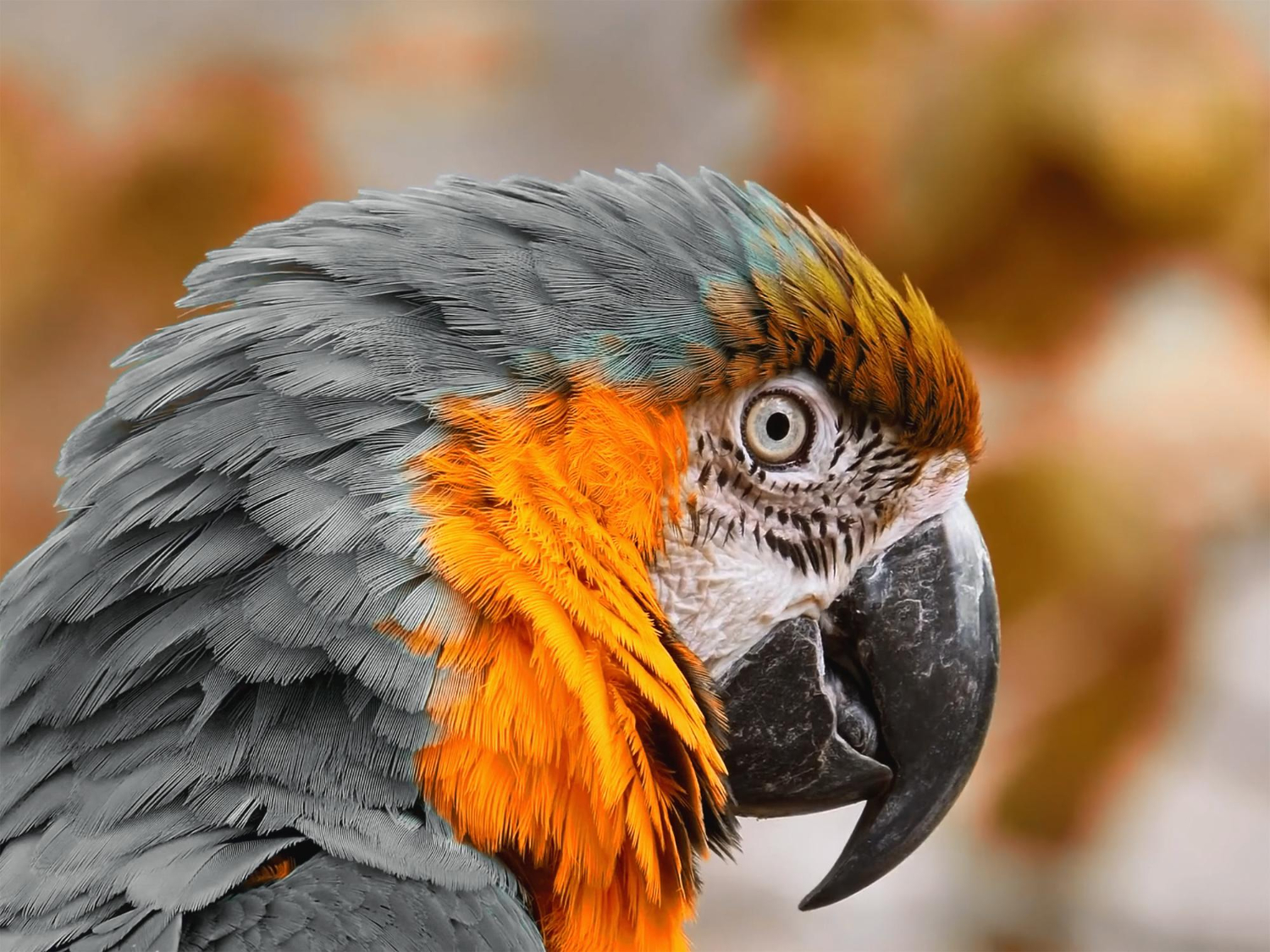 Puzzle Loro