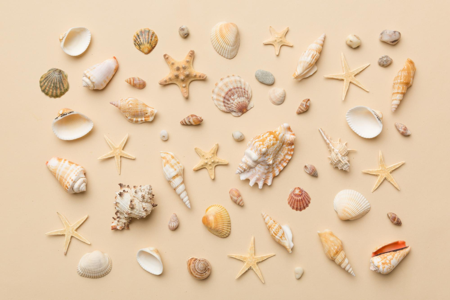 Puzzle Conchas de mar