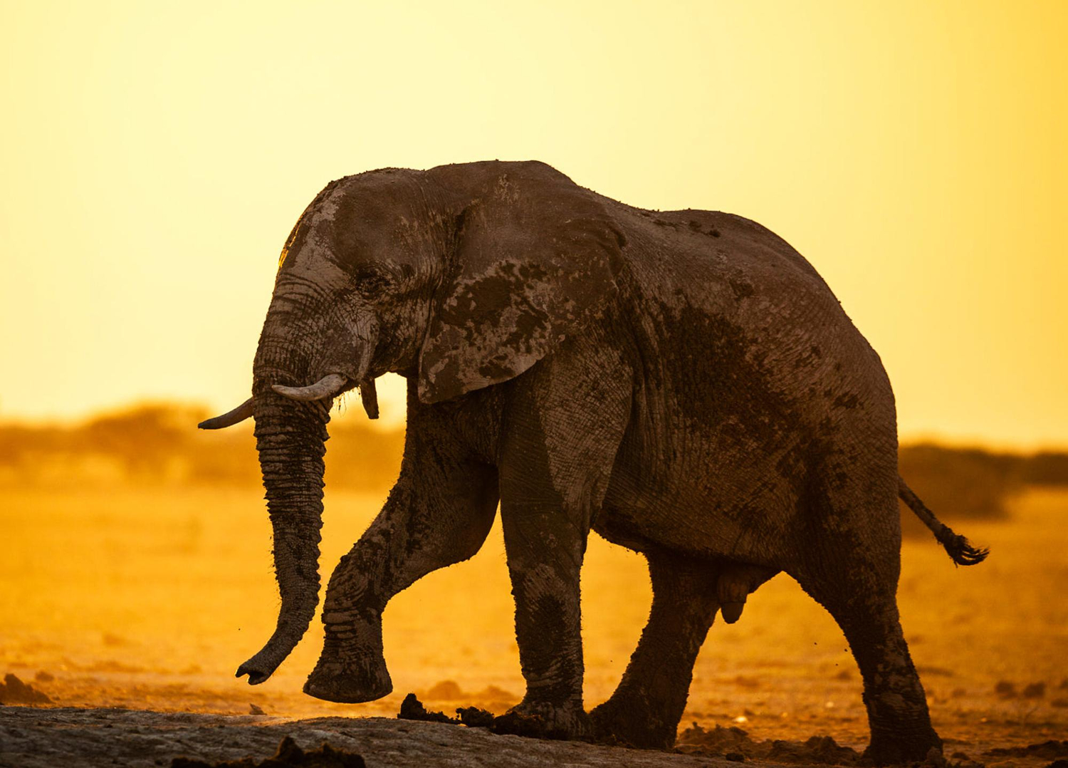 Puzzle Elefante