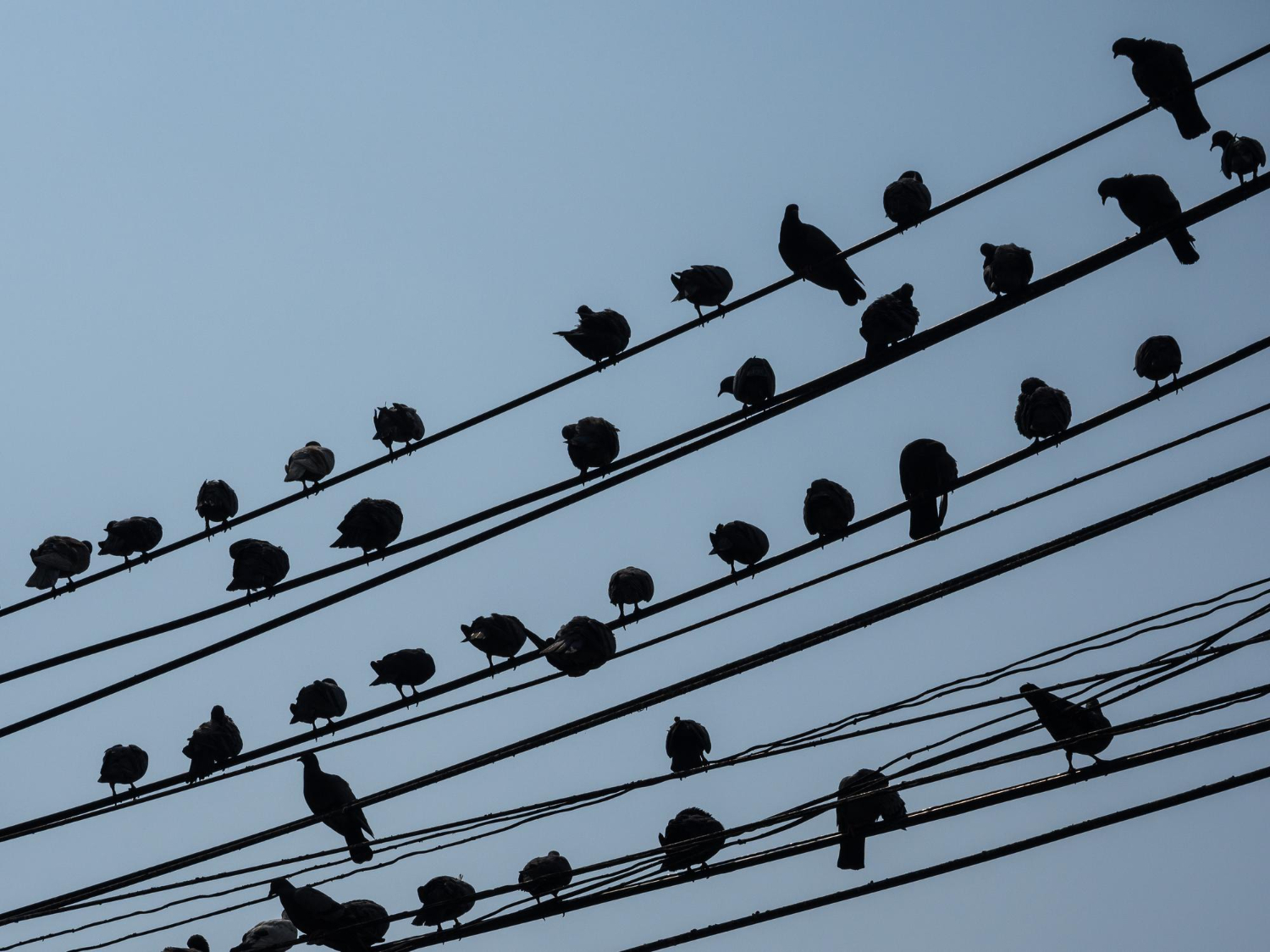Puzzle Pájaros en los cables