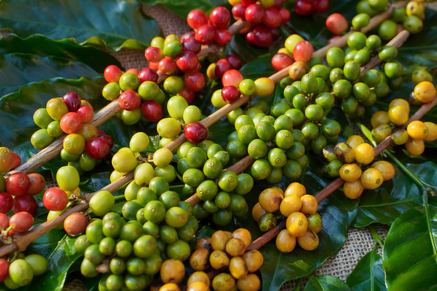Puzzle Granos de café