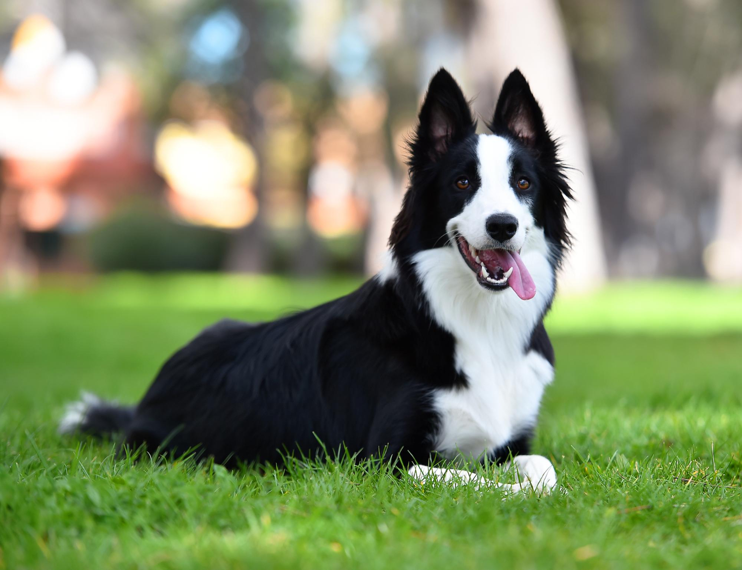 Puzzle Border collie