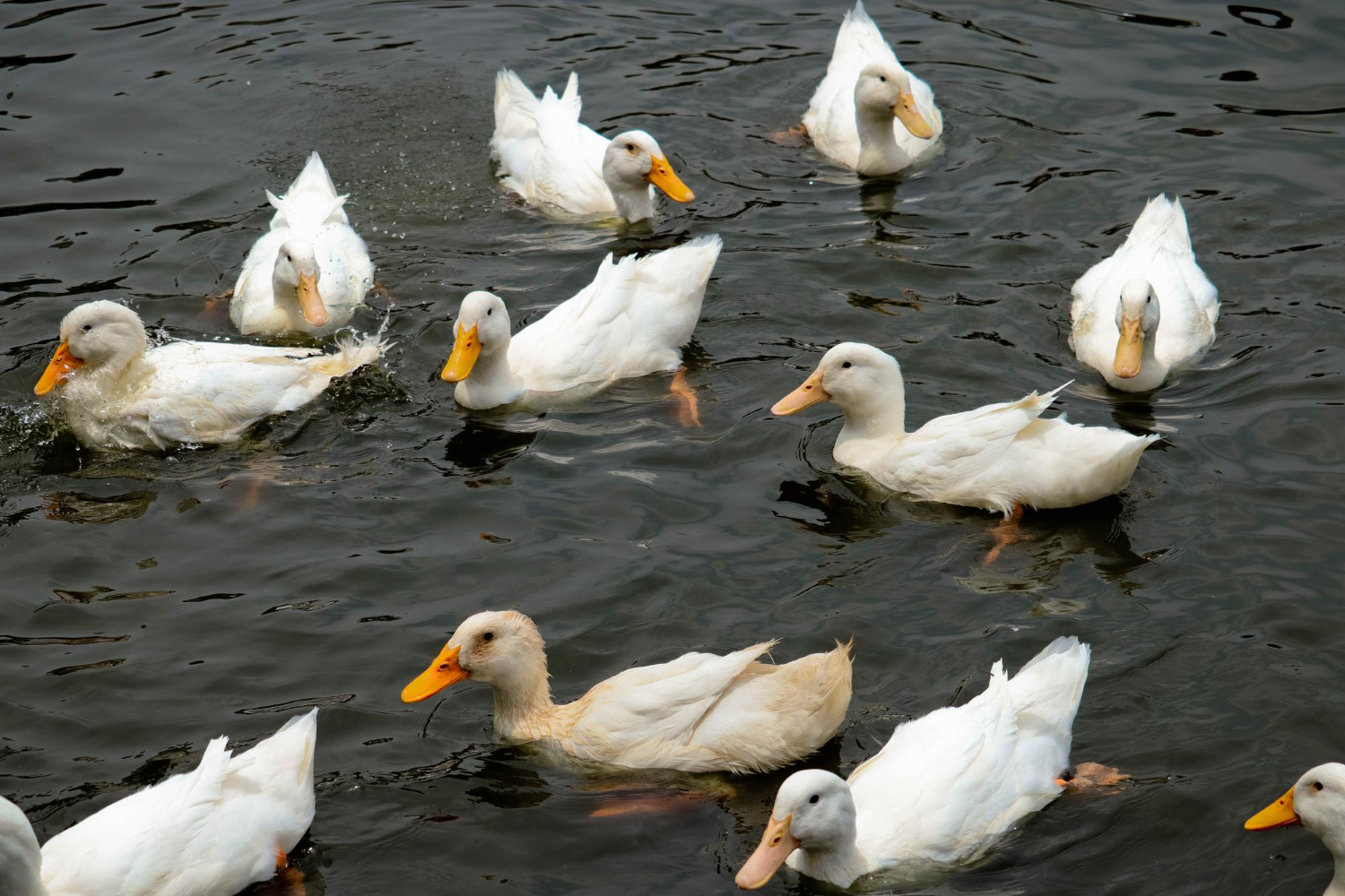 Puzzle Patos