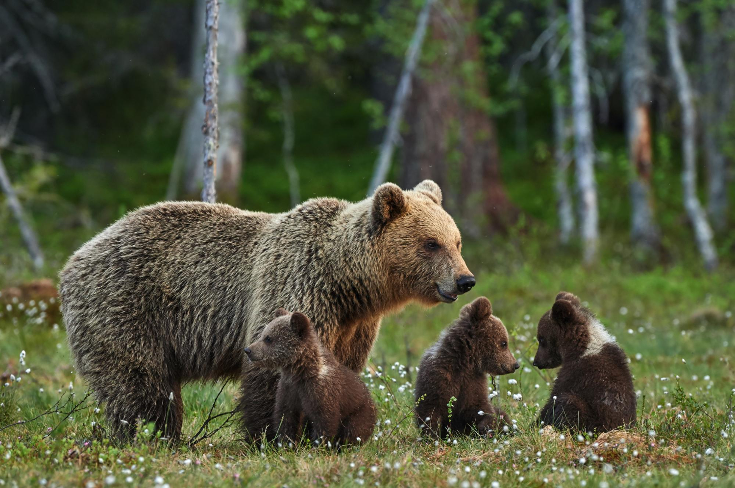 Puzzle Osos