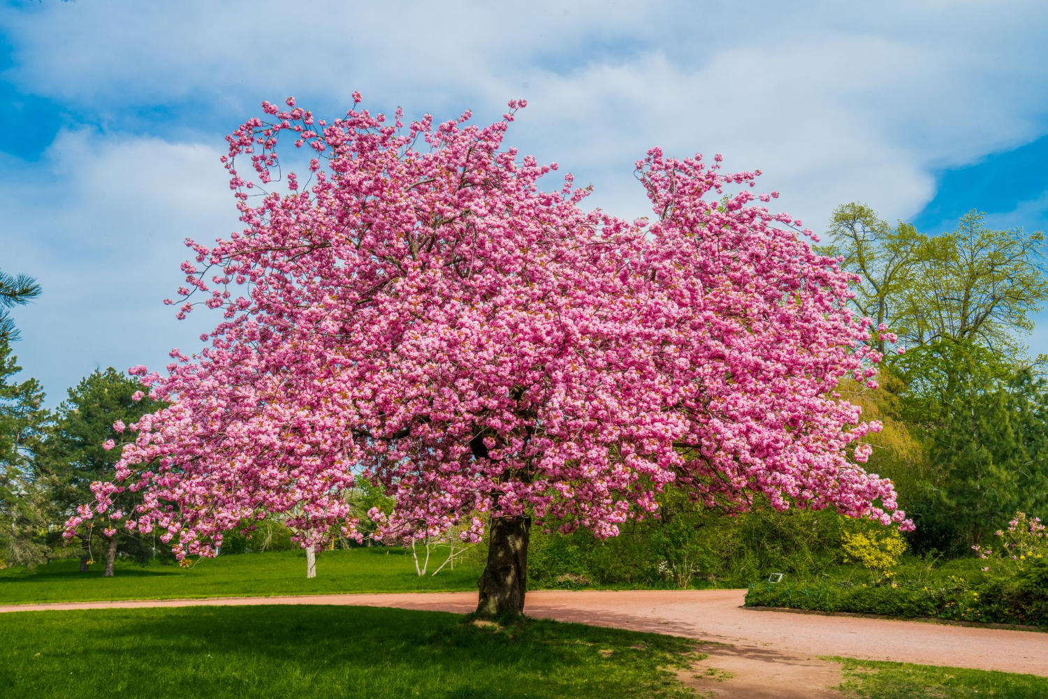 Puzzle Cerezo en flor