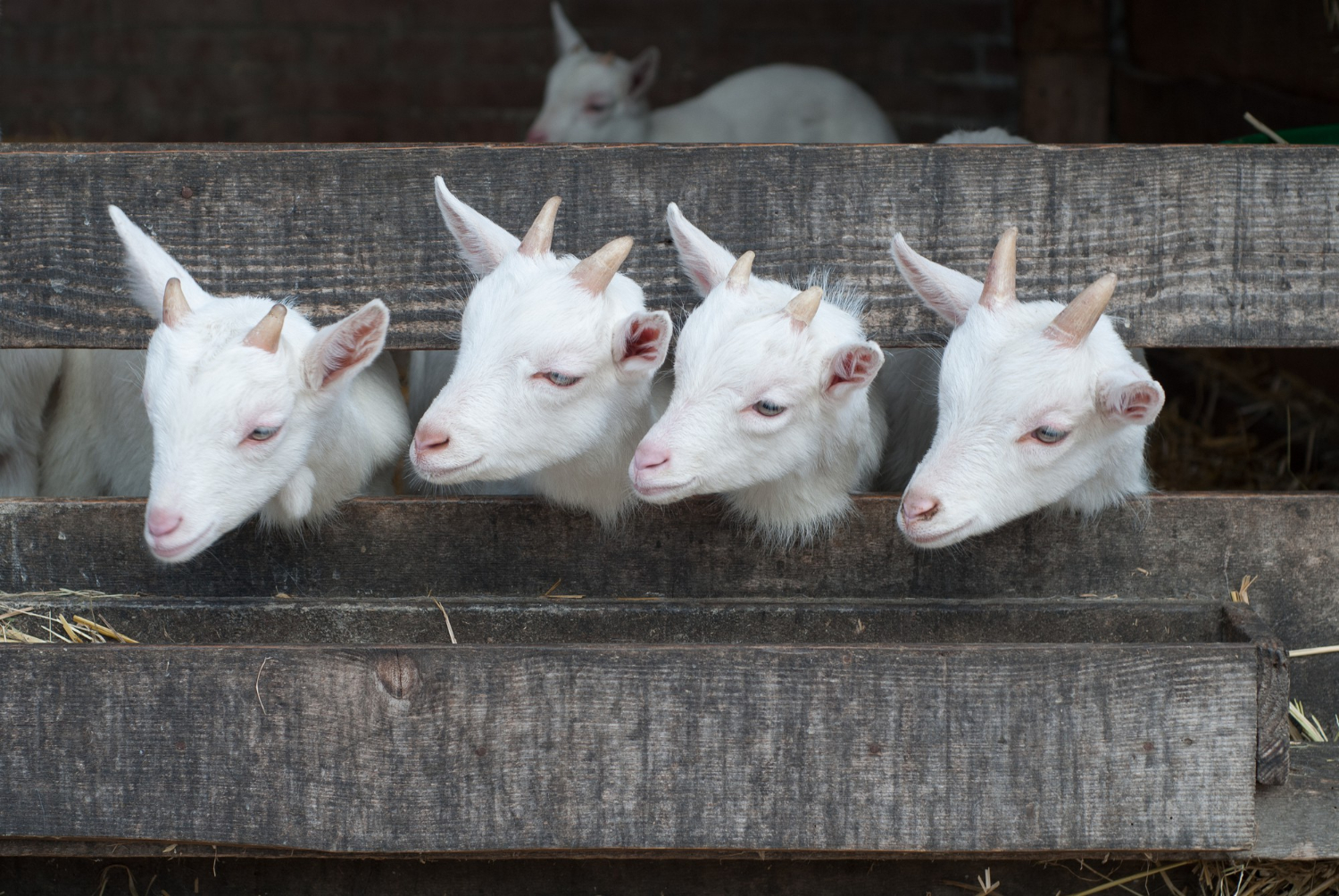 Puzzle Cuatro cabras