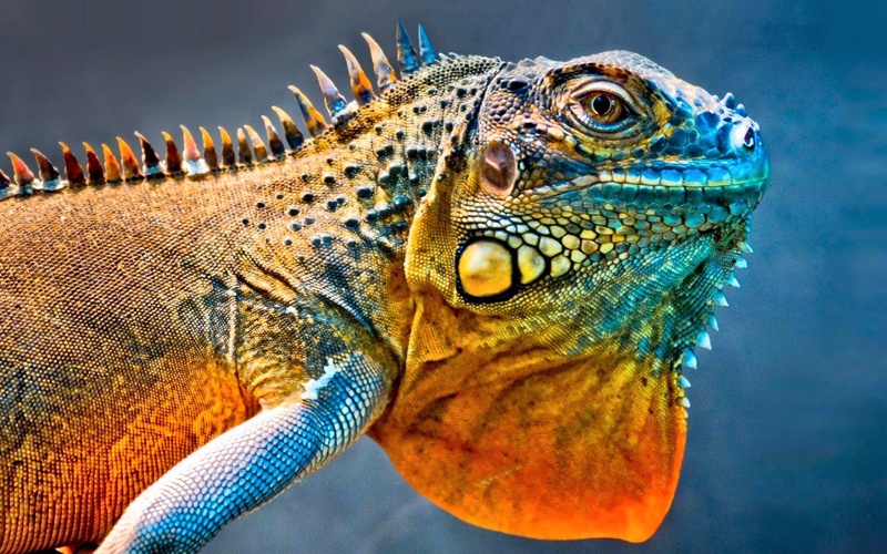 Puzzle Iguana