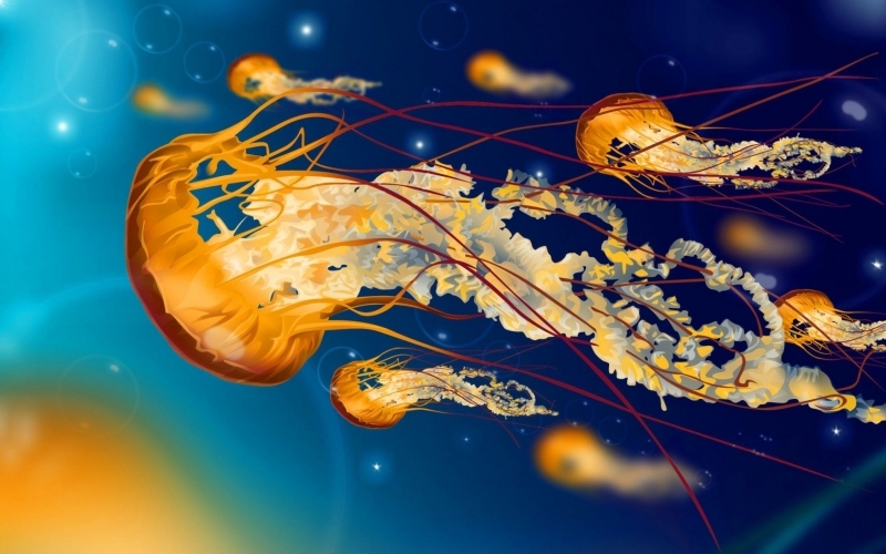 Puzzle Medusas