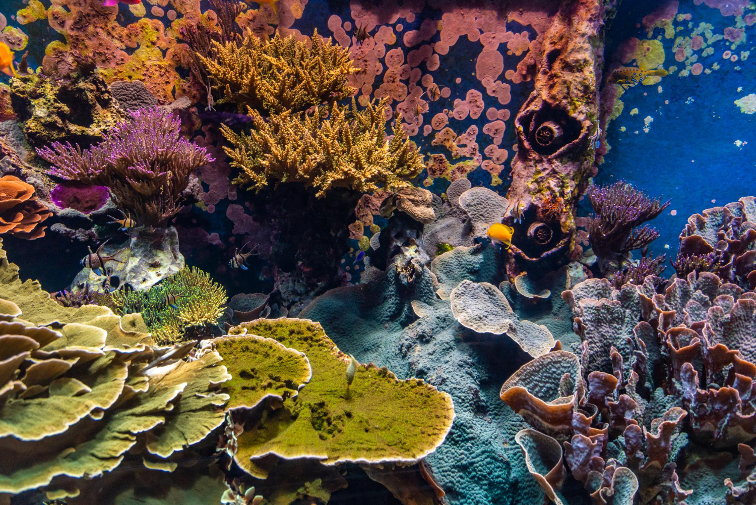 Puzzle Arrecife de coral
