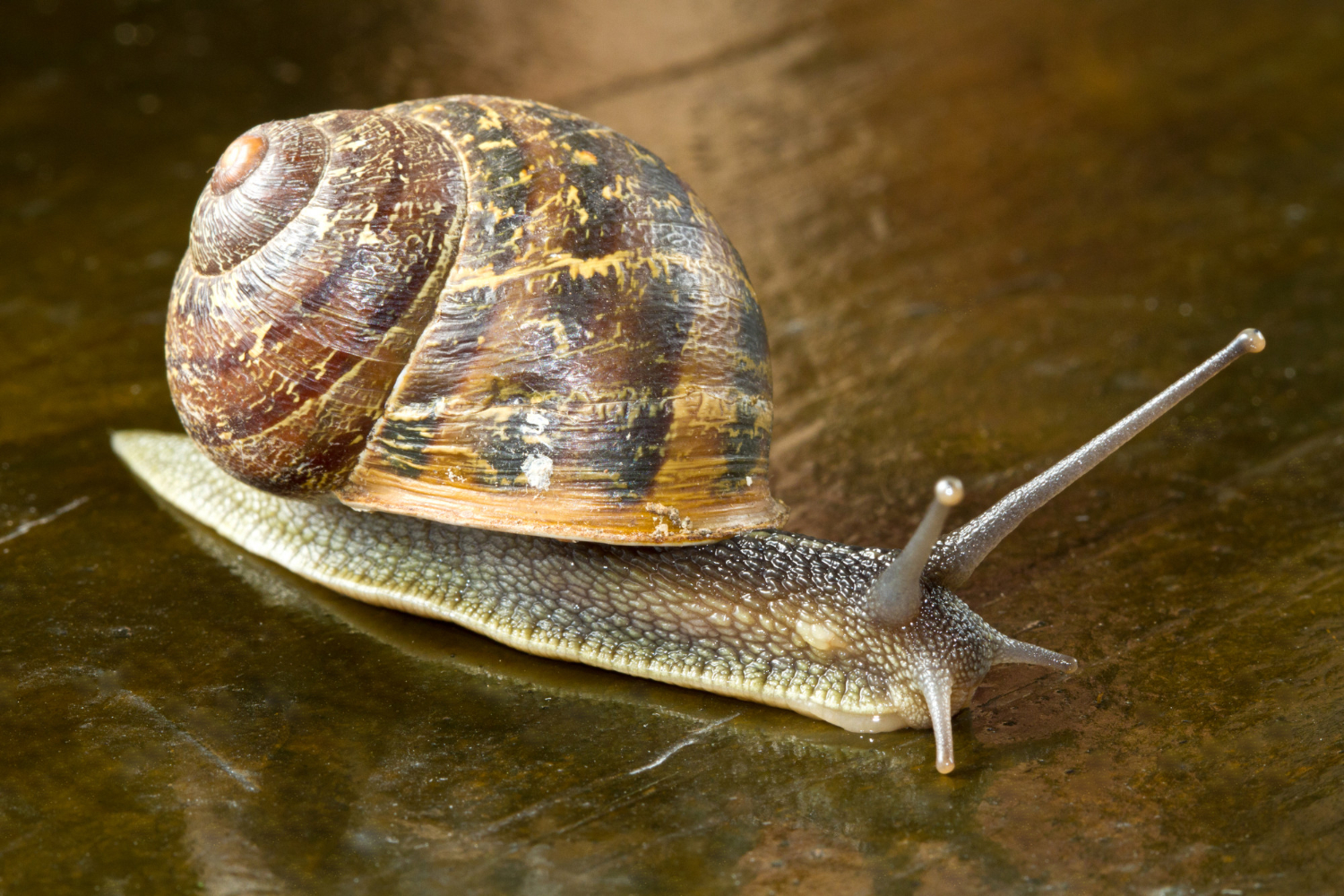 Puzzle Caracol