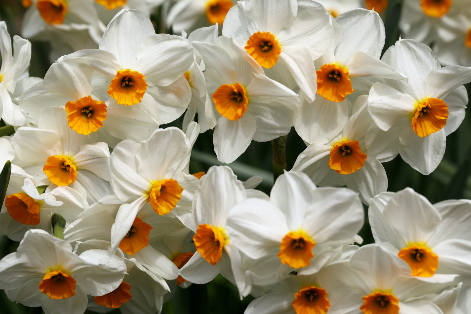 Puzzle Narcisos