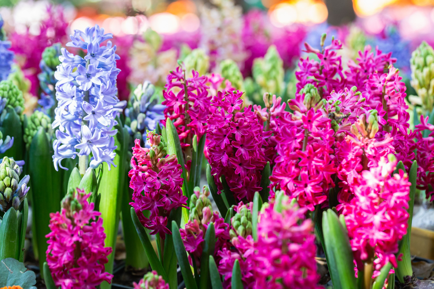 Puzzle Flores de jacinto