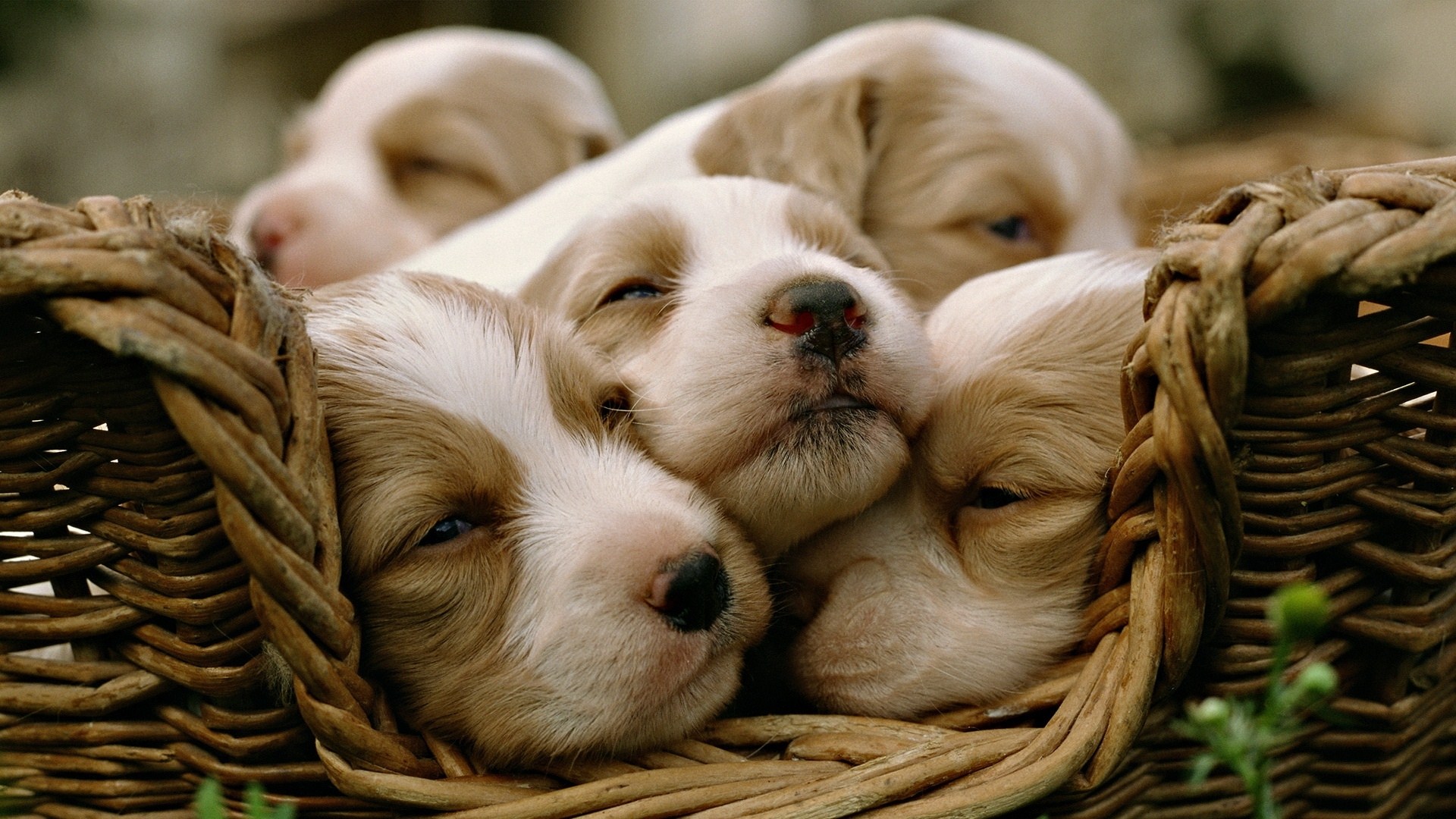 Puzzle Cachorros