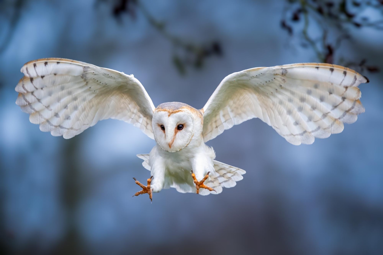 Puzzle Buho blanco volando
