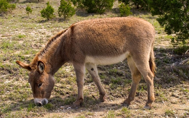 Puzzle Burro