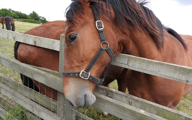 Puzzle Caballos marrones