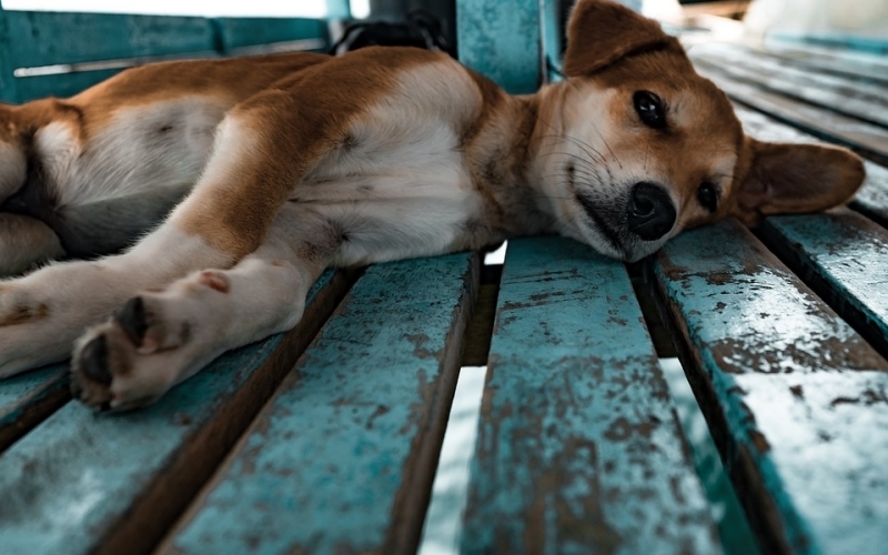 Puzzle Cachorro tumbado