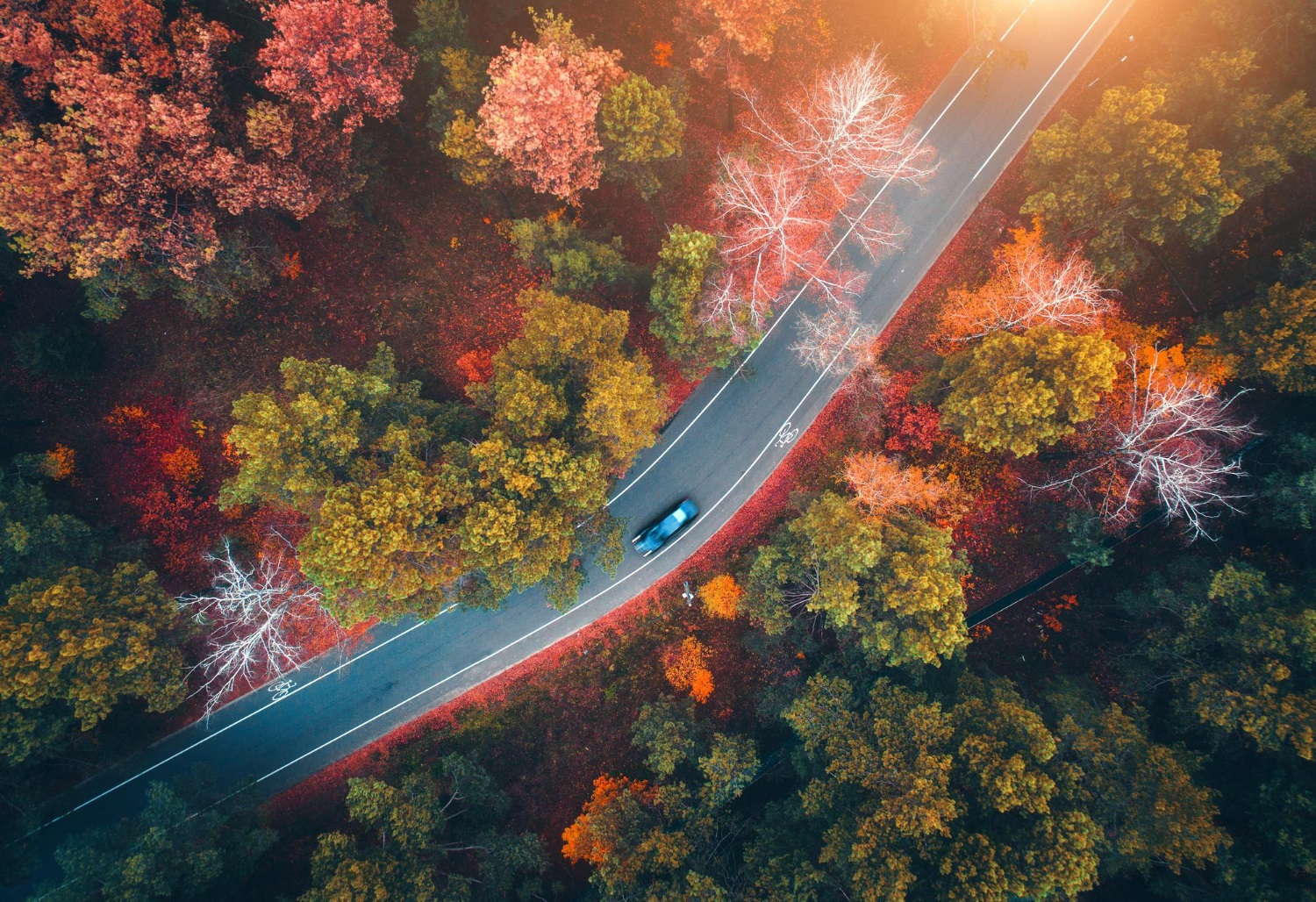 Puzzle Carretera en el bosque