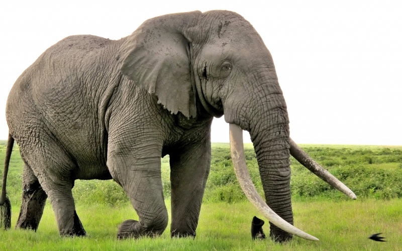 Puzzle Elefante