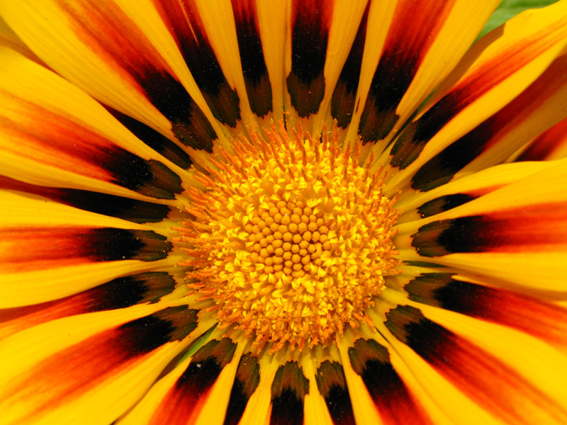 Puzzle Flor naranja
