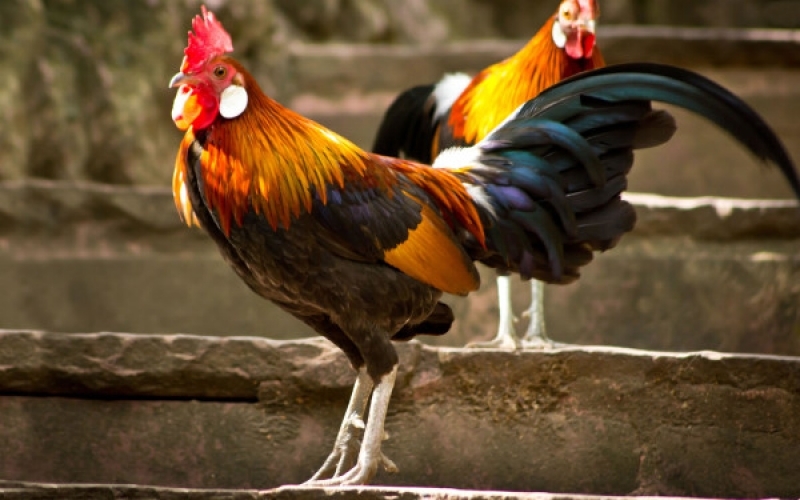 Puzzle Gallo