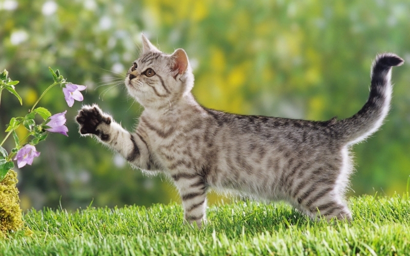 Puzzle Gato gris