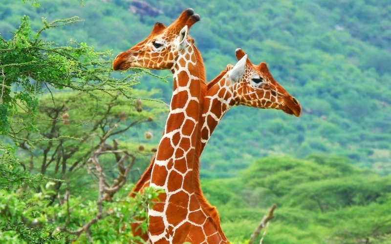 Puzzle Jirafas en la sabana