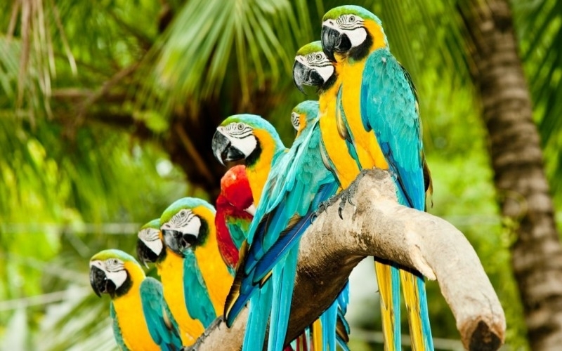 Puzzle Loros amarillos y azules