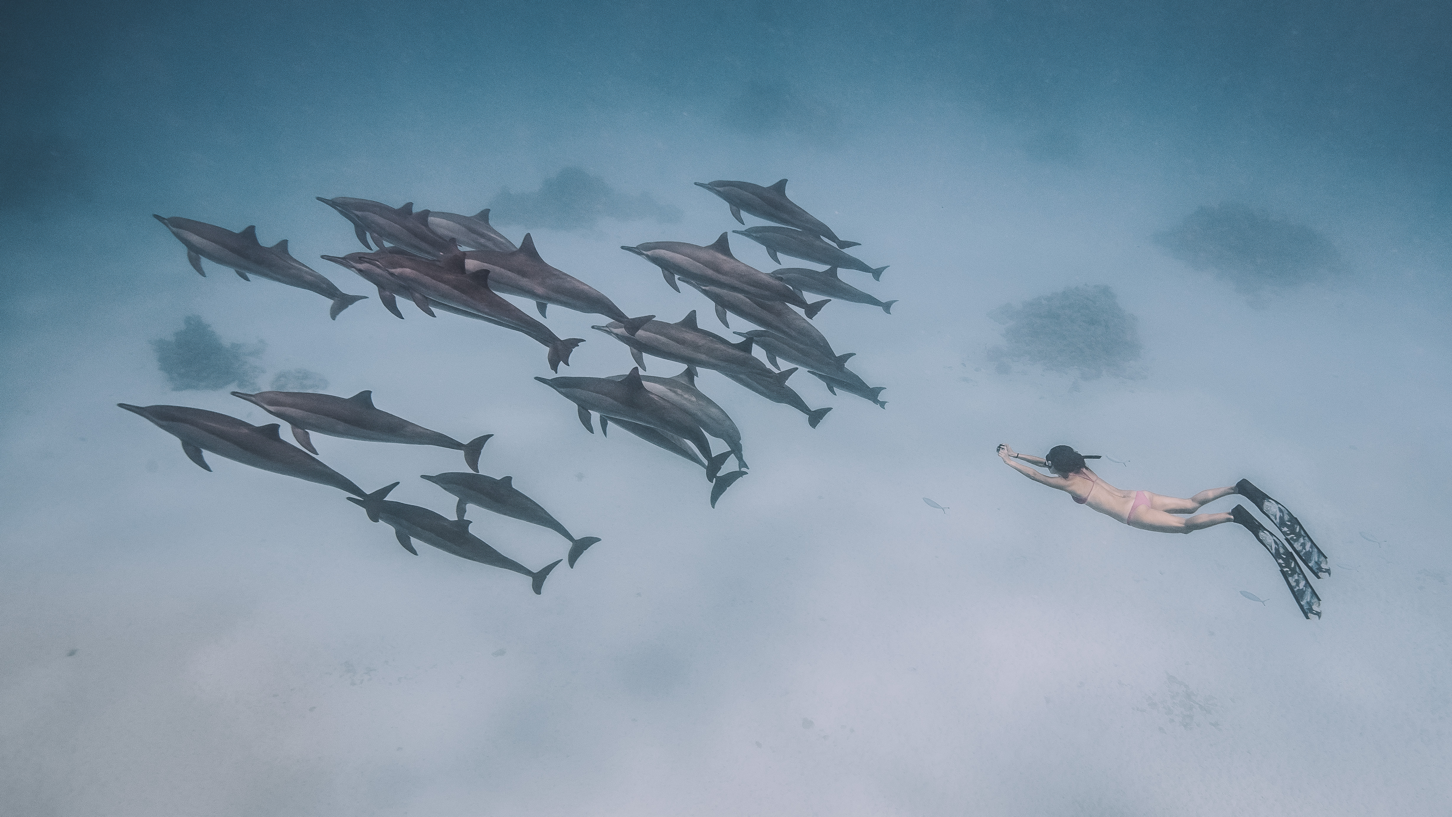 Puzzle Delfines