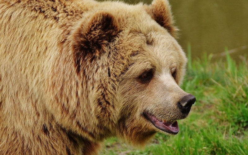 Puzzle Oso pardo