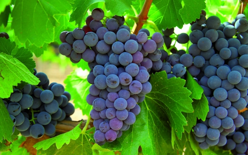 Puzzle Uvas